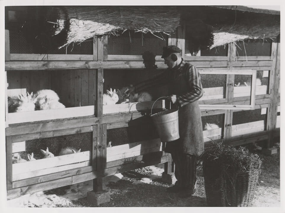 Häftlingslager - Angorakaninchenzucht
