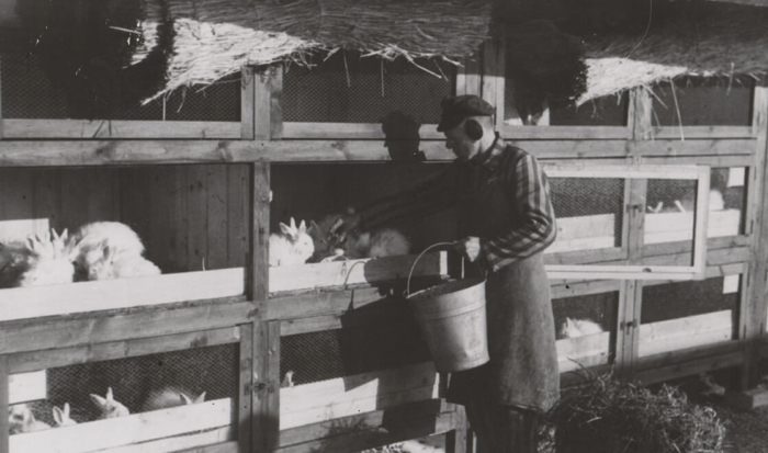 Devant un clapier où sont alignées un grand nombre de petites cages, un détenu en uniforme à rayures recouvert d’un tablier tient à la main un seau et nourrit les lapins angora.