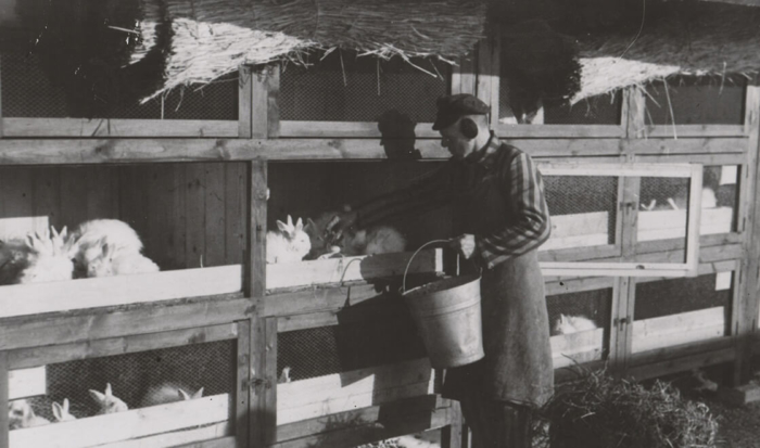 Vor einem Stallgebäude, in dem eine Vielzahl von kleinen Käfigen aneinandergereiht ist, steht ein Inhaftierter, der mit gestreifter Häftlingskleidung und einer Schürze bekleidet ist. Mit einem Eimer in der Hand, füttert er die Angorakaninchen.